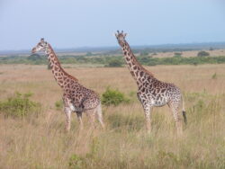 As Friends to Kenya - Afrikas Tiere erleben 2