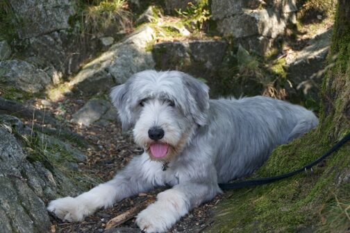 Nationalpark Bayerischer Wald: Wanderurlaub mit Hund