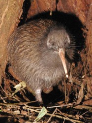 'Bekommt man selten zu Gesicht: Ein Kiwi in freier Wildbahn
