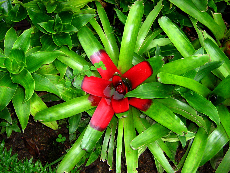 Exotische Blume in Costa Rica
