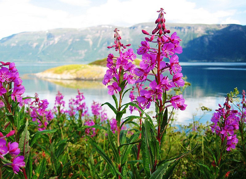 Traumhafter Fjord im norwegischen Frühling