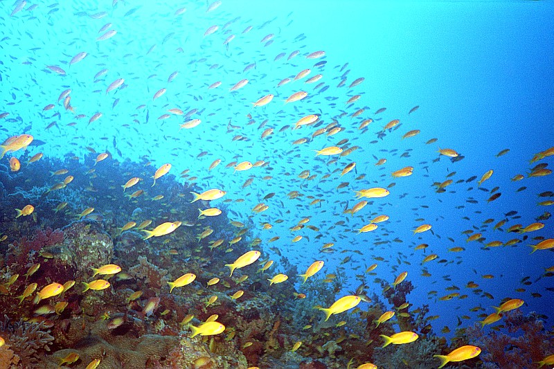 Australische Unterwasserwelt