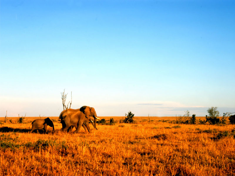 Elefanten in Sambia
