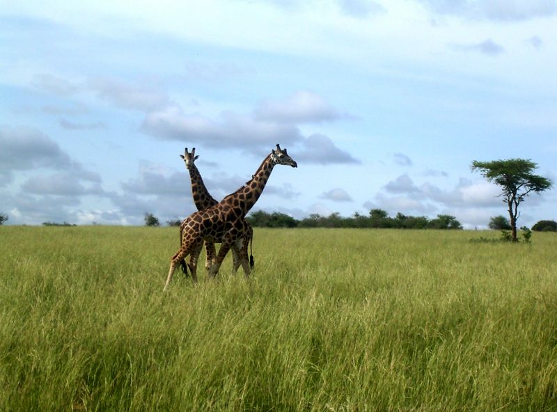Das wilde Uganda ist Top-Reiseziel 2013