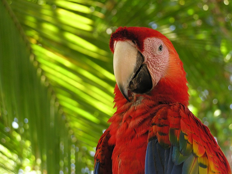 Eine einzigartige Tierwelt erwartet die Besucher von Costa Rica