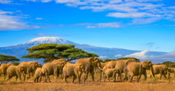 Elefanten Kilimandscharo