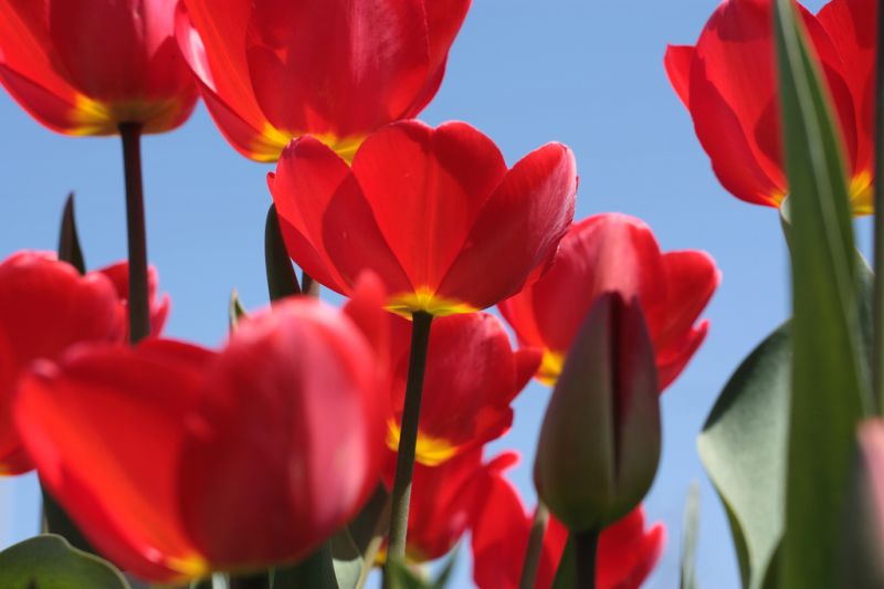 Holland – Land der Windmühlen und Tulpenfelder