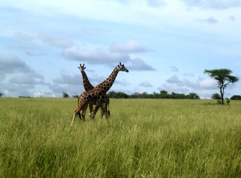 Experten erklären Uganda zum Top-Reiseziel