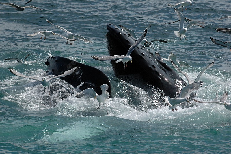 Whale Watching vor der Küste Sri Lankas