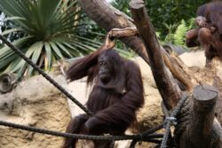 Orang Utan im Zoo