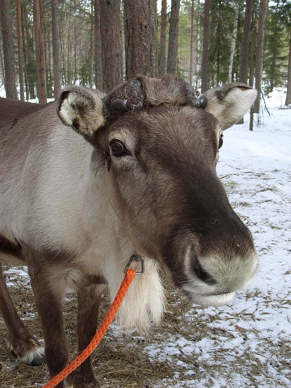 Lappland – die letzte Wildnis Europas steckt voller Überraschungen
